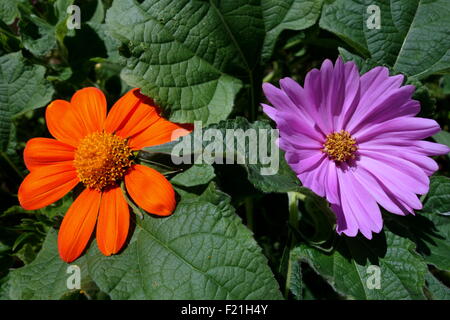 Mexikanische Sonnenblume Orange und Lavendel Kosmos Stockfoto