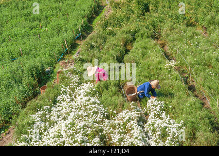 Zwei Frauen tragen Strohhüte ernten Crysanthenemums für Tee, Huangshan, Anhui Provinz, China, Asien Stockfoto