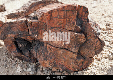 Der versteinerte Wald Proben im PETRIFIED FOREST National Monument Damaraland Namibia. Stockfoto