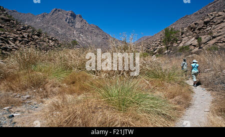 Wandern im Brandberg Gebirgsmassiv im Damaraland Namibia Stockfoto