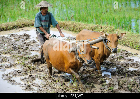 Ein Bauer mit Ochsen vorzubereiten ein Reisfeld für Reis Pflanzen, Bali, Indonesien. Stockfoto