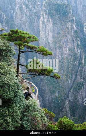 Pinien und Granitfelsen Gesicht, Xihai Grand Canyon, gelben Berg, Huangshan, Anhui Provinz, China, Asien Stockfoto