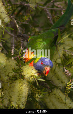 Ein Regenbogen Lorikeet Fütterung in eine weiß blühende Zylinderputzer. Stockfoto