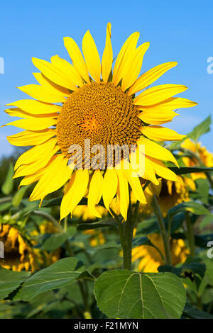 Helianthus Sonnenblumen blühen, Charente, Frankreich Stockfoto