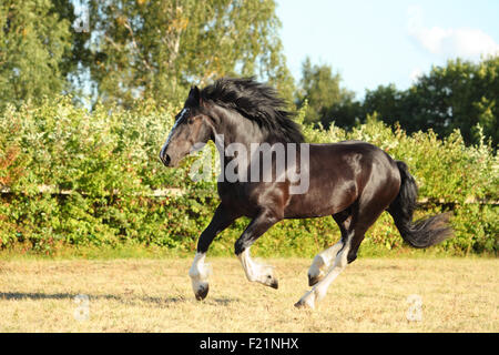 Schwarzen Shire schweres Zugpferd läuft Galopp auf der Weide Stockfoto