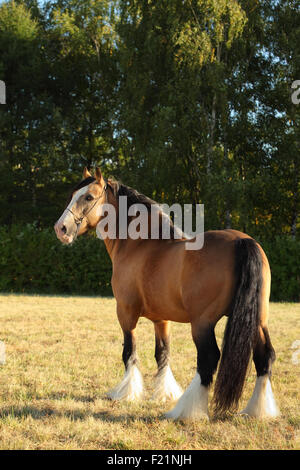 Gypsy Cob Hengst. Custom Made Maiskolben Stockfoto