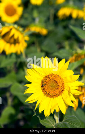 Helianthus Sonnenblumen blühen, Charente, Frankreich Stockfoto