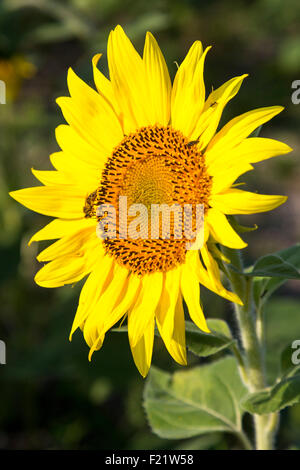 Helianthus Sonnenblumen blühen, Charente, Frankreich Stockfoto