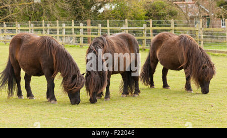 Drei schwarze Shetland-Ponys grasen auf einer Koppel Stockfoto