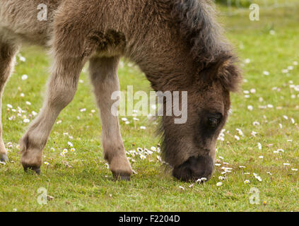 Ein Fohlen Essen Grass unter Gänseblümchen Stockfoto