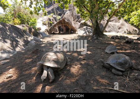 Schildkröten im Nationalpark auf der Insel La Digue, Seychellen Stockfoto