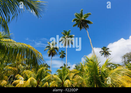 Palmen im Nationalpark auf der Insel La Digue, Seychellen. Stockfoto