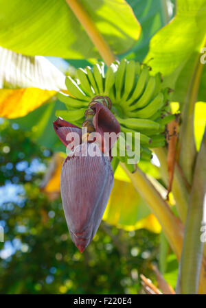 Banane Blume Blüte Blüte, Seychellen. Stockfoto