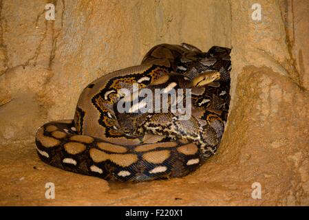 Burmesischen python Stockfoto