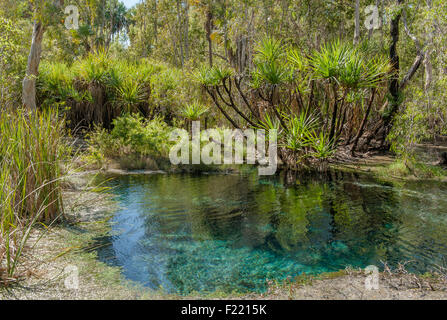 Bitter Springs Federn heißen Thermal im Outback der Elsey National Park, Northern Territory, Australien Stockfoto