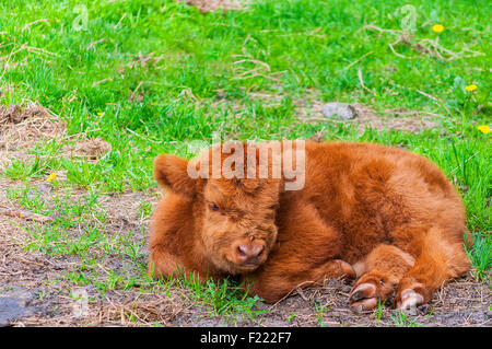 Eine langhaariger Highland Kuh Kalb ruht in einem Feld von grünem Rasen. Stockfoto