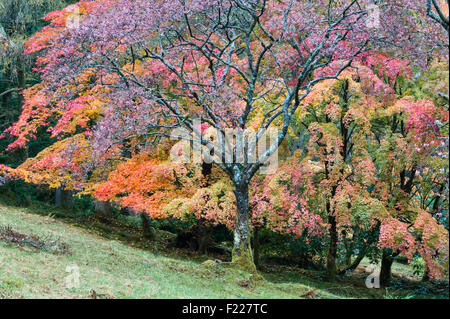 Crarae Garden, Inveraray, Schottland. Eine Eberesche steht vor einer Gruppe von Ahornbäume in volle Herbstfärbung Stockfoto