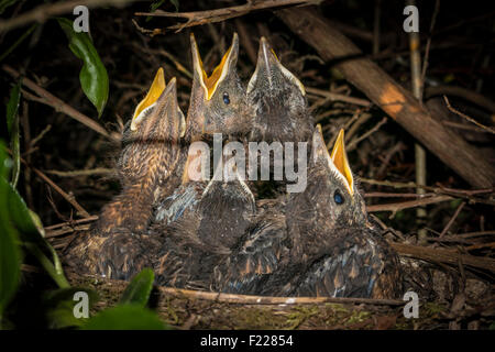 Amsel-Küken im Nest erwartungsvoll Essen warten Stockfoto