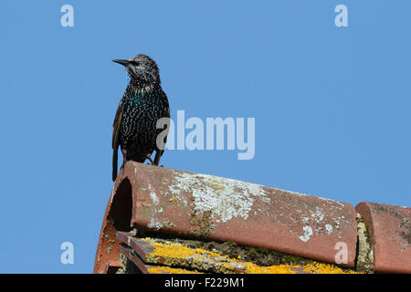 East Sussex. 10. September 2015. UK-Wetter.  Ein Star (Sturnus Vulgaris) hockt auf einem Dach in der Morgensonne. Bildnachweis: Ed Brown/Alamy Live-Nachrichten Stockfoto