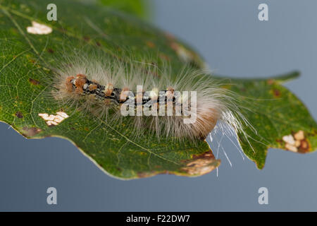 Knappen Merveille du Jour, Raupe, Orion-Eule, Orioneule, Seladon-Eule, Seladoneule, Raupe, Moma Alpium, Diphthera Alpium Stockfoto