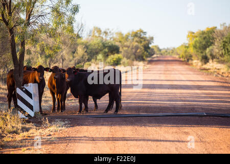 Eine Gruppe von Kühe grasen an der Seite der Plenty Highway in der Nähe von Mount Riddock Rinderfarm im Northern Territory, Australien Stockfoto
