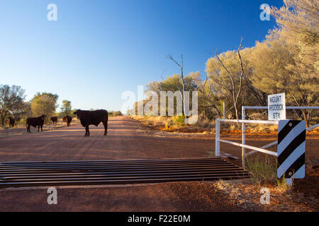 Eine Gruppe von Kühe grasen an der Seite der Plenty Highway in der Nähe von Mount Riddock Rinderfarm im Northern Territory, Australien Stockfoto