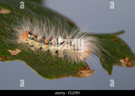 Knappen Merveille du Jour, Raupe, Orion-Eule, Orioneule, Seladon-Eule, Seladoneule, Raupe, Moma Alpium, Diphthera Alpium Stockfoto