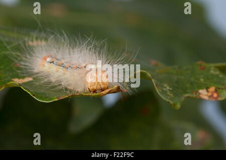 Knappen Merveille du Jour, Raupe, Orion-Eule, Orioneule, Seladon-Eule, Seladoneule, Raupe, Moma Alpium, Diphthera Alpium Stockfoto