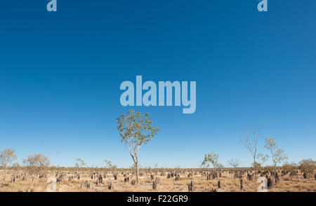 Termitenhügel entlang der Burke Entwicklung Straße nach Normanton, Queensland, Australien Stockfoto