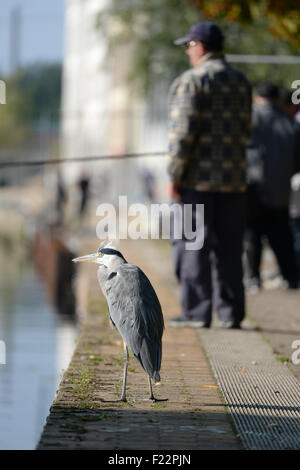 Potsdam, Deutschland. 10. Sep, 2015. Ein Graureiher (vorne) schaut zu, wie ein Fischer Fische am Ufer des Flusses Havel in Potsdam, Deutschland, 10. September 2015 zu fangen versucht. Foto: Ralf Hirschberger/Dpa/Alamy Live News Stockfoto