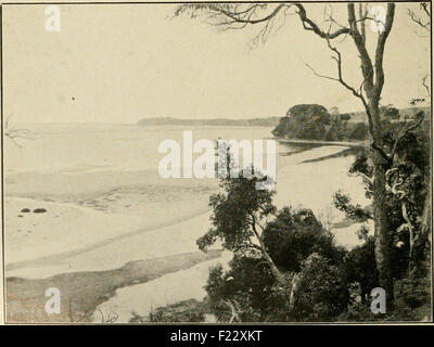 Der Wirtschafts-und Währungsunion: offizielles Organ der Australasian Ornithologists Union Stockfoto