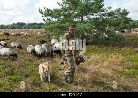 Hirte mit seinen Schafen, Lueneburg Heath in der Nähe von Wilsede, Niedersachsen, Deutschland Stockfoto