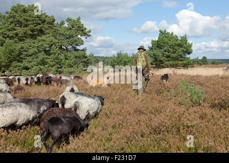 Hirte mit seinen Schafen, Lueneburg Heath in der Nähe von Wilsede, Niedersachsen, Deutschland Stockfoto