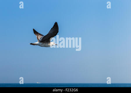 Kormoran, fliegen über das Meer von Marmara Stockfoto