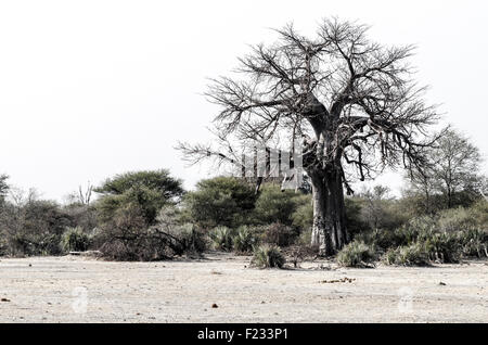 Baobab-Baum im Norden Namibias Stockfoto