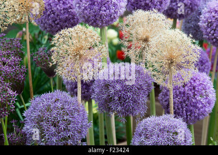 Allium Giganteum und Botschafter Blüten mit getrockneten Blütenköpfchen in eine Blütenpracht Stockfoto