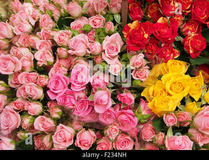 Trauben der Spray Rosen für Verkauf in einer Floristen Shop., rosa, rot, gelb, obenliegende Ansicht. Stockfoto