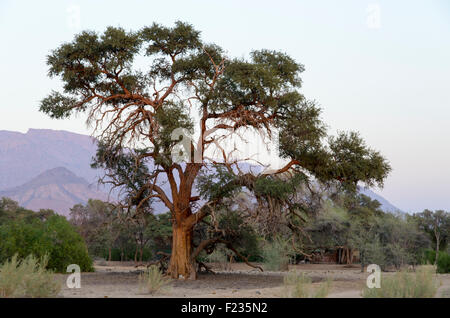 Porträt einer Camel Thorn tree Stockfoto