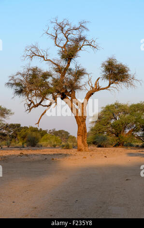 Porträt einer Camel Thorn tree Stockfoto