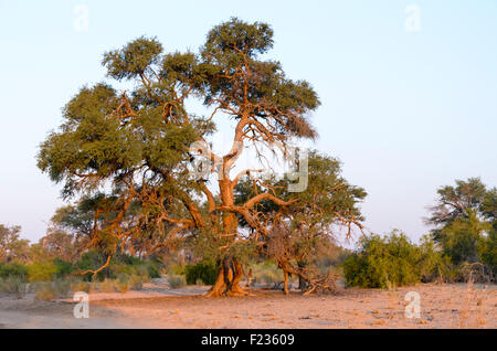 Porträt einer Camel Thorn tree Stockfoto