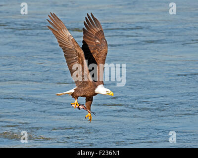 Weißkopfseeadler, packte einen Fisch Stockfoto