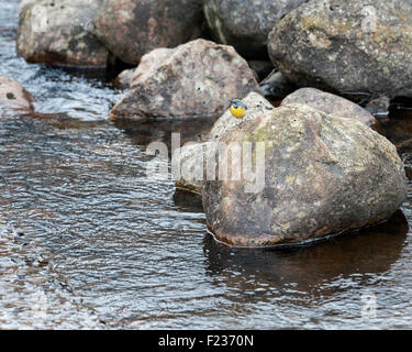 Gebirgsstelze Stockfoto