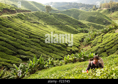 Ernte Tee an der BOH Tea Plantation Cameron Highlands Malaysia Stockfoto