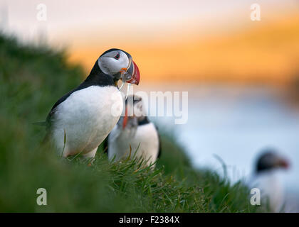 Papageientaucher mit Sandaalen im Schnabel auf Klippe am Borgarfjörður: auf der Ost-Küste von Island. Stockfoto