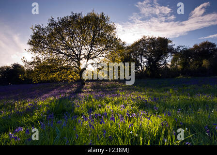 Glockenblumen in Blüte auf Coney Schloss in der Nähe von Marshwood in Dorset, England, UK Stockfoto