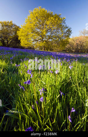 Glockenblumen in Blüte auf Coney Schloss in der Nähe von Marshwood in Dorset, England, UK Stockfoto