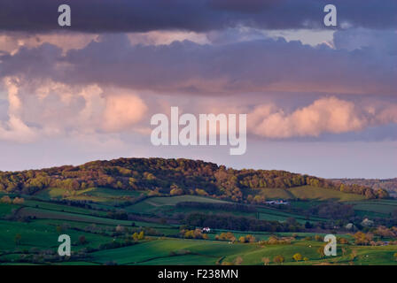 Am späten Abend Sonne beleuchtet Lewesdon Hügel, betrachtet von Coney Burg, Dorset, England, UK. Stockfoto