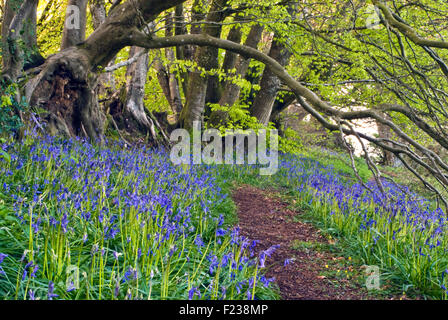 Glockenblumen in Blüte auf Coney Schloss in der Nähe von Marshwood in Dorset, England, UK Stockfoto