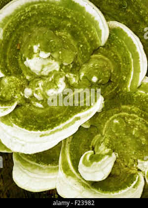 Pilz hautnah. Polypore Pilz klumpig Halterung mit grünen innen und weiße Ränder. Wissenschaftlicher Name: Trametes Gibbosa. Stockfoto