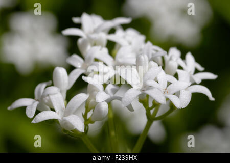 Waldmeister - Galium odoratum Stockfoto